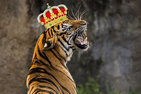 Why “tiger King” Became The Perfect Cultural Phenomenon Washington