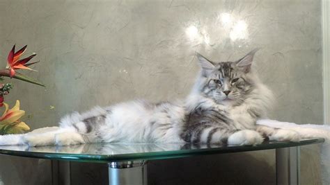 His tail was surgically removed due to injury, so he has a bobtail. Blue Maine Coon Kittens For Sale Near Me