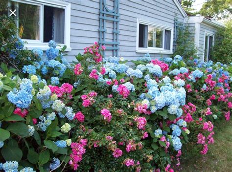 Landscaping With Roses Image By Shelby Sousa On Landscaping Ideas