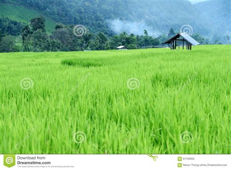 Green Rice Fields In Thailand Stock Photo Image Of Food Intellect