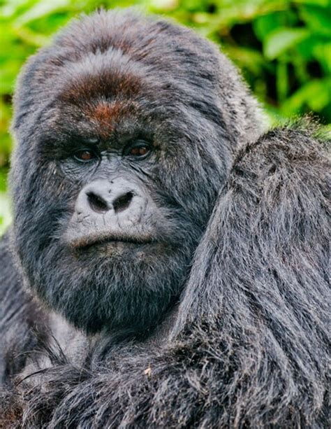 Hope For The Wild Mountain Gorillas At The Virunga Volcano National
