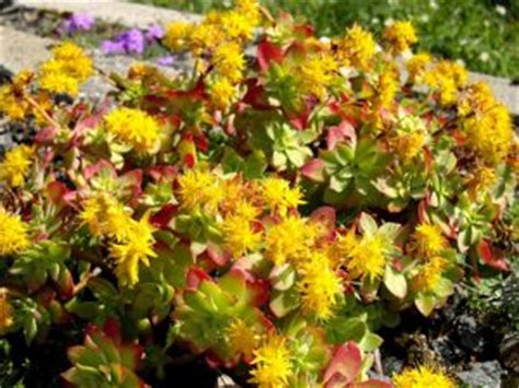 Il ciclamino è tra i fiori più diffusi nei mesi freddi con il suo colore vivace. 10 piante grasse da esterno che restano verdi per tutto l ...