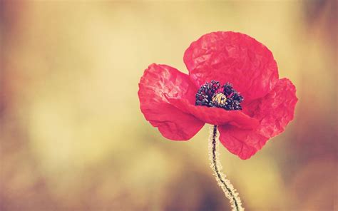 Red Poppy Wallpapers Wallpaper Cave