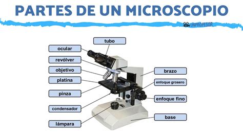 Partes De Un Microscopio Y Su Uso Con Im Genes