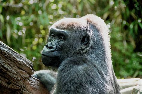 Mama Gorilla At Bronx Zoo Photograph By Stan Roban
