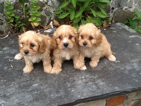 Contact cavachon puppies on messenger. Stunning and Very Rare Golden Cavachon Puppies | Llandysul ...