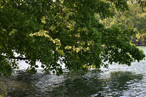 Free Images Nature Flower Lake River Pond Stream Autumn Botany