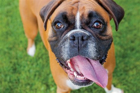 What To Know About The Boxer Dog Breed