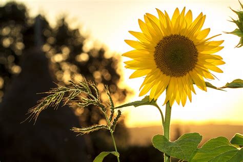 One Single Sunflower In The Sunset Light Hd Wallpaper