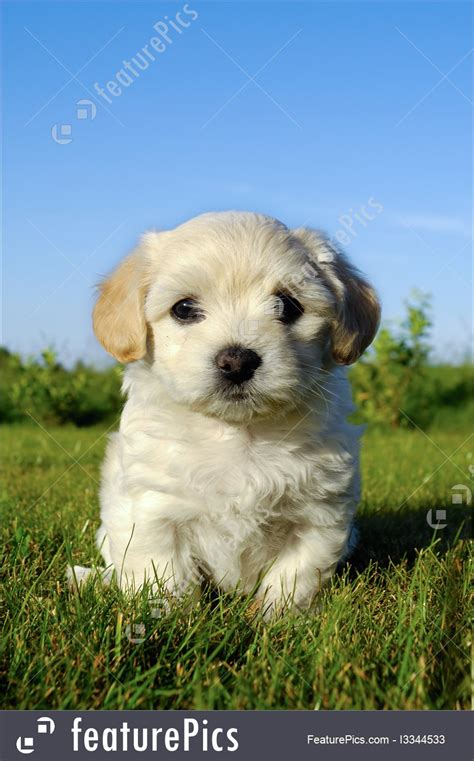 Picture Of Bichon Havanais Puppy Dog