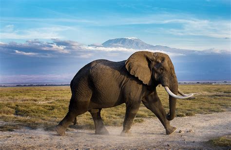 Experience An Elephant Safari In Amboseli Kenya Art Of Safari
