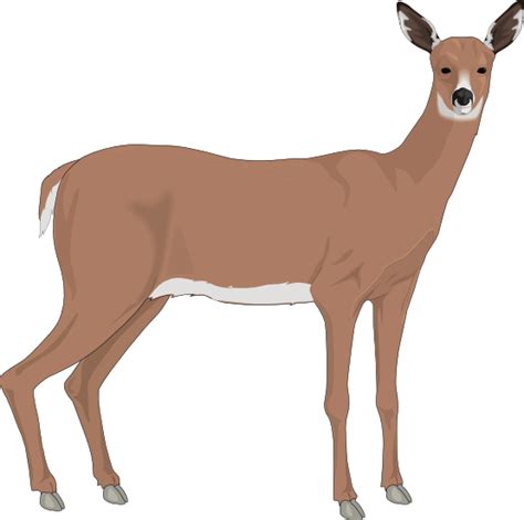 Buck Clipart Realistic Buck Realistic Transparent Free For Download On