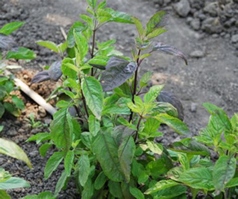 Ocimum Sanctum Basil Holy Purple And Green Seeds