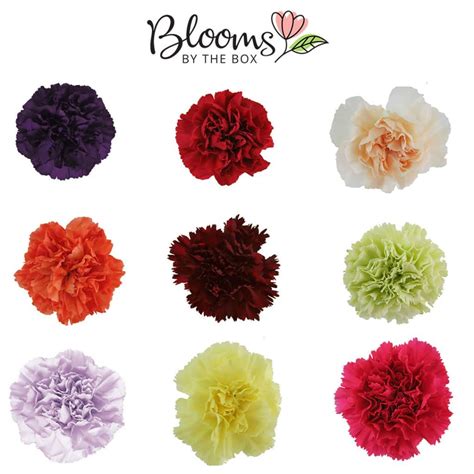 3 Reasons To Love Carnations Blooms By The Box