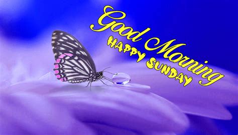 Nice Butterfly On The Flower Good Morning Happy Sunday Images Good