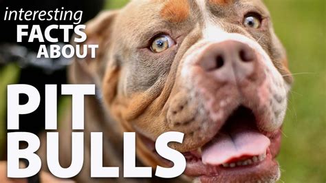 Interesting Facts About Pit Bulls Youtube