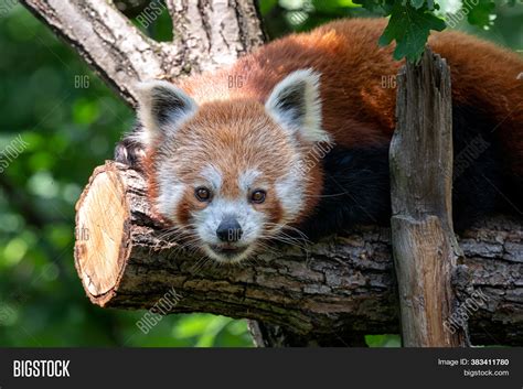 Red Panda On Tree Image And Photo Free Trial Bigstock