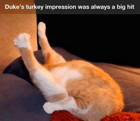 Dukes Turkey Impression Cat Day Cat Memes Cat Pics
