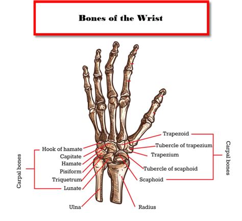 Wrist Bones Mnemonic