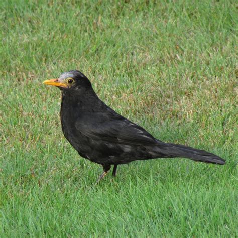 The Rattling Crow Bald Blackbirds