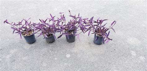 Tradescantia Pallida Purple Queen Wandering Jew Purple Heart Plantvine