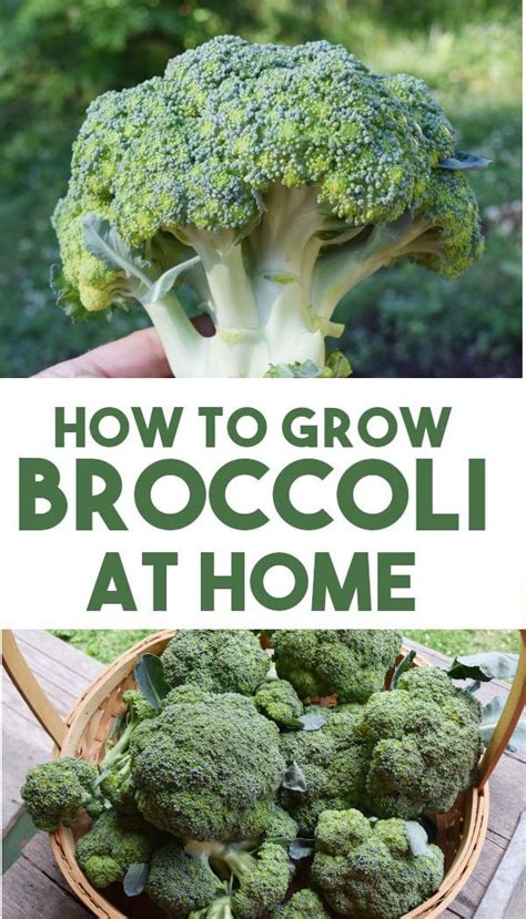 How To Grow Broccoli Easy Beginners Guide In 2020