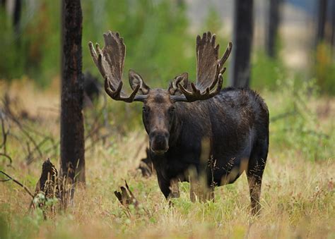 The plural of moose is moose — not mooses and not meese. according to george w. Bull Moose in Yellowstone National Park - Off the Beaten Path