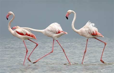 Greater Flamingo Photos Greater Flamingo Images Nature Wildlife