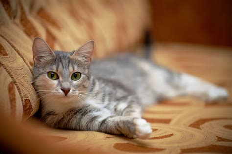 Are stone fruit pits poisonous?. Natural Home Remedies for Cats with Fleas