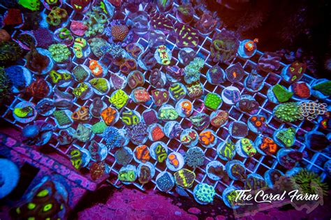 Bulk Price Coral Frags Buy Online
