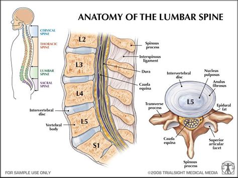 Lumbar Vertebrae The Lumbar Spine Consists Of 5 Moveable Vertebrae