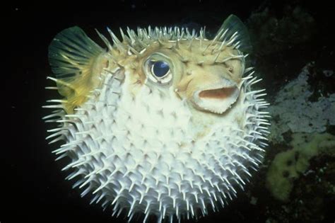 Puffer Fish Bone Structure Sea And Fish