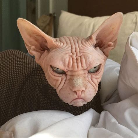 A Hairless Cat Laying On Top Of A Bed