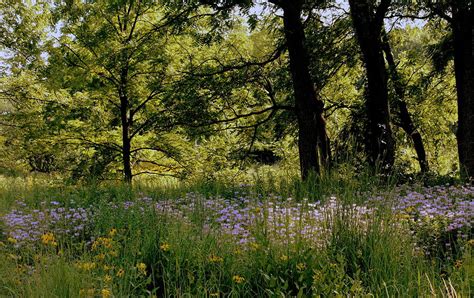 Morton Arboretum Summer Forest 1 Photograph By Rosanne Jordan Fine