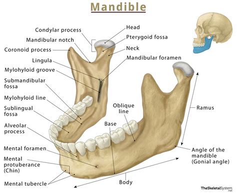 Condylar Process Of Mandible