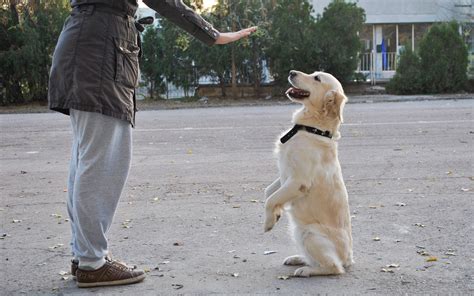 Wikihow To Become A Dog Trainer Via Training Treats