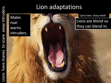 Ppt Lion Adaptations Powerpoint Presentation Free Download Id1982602