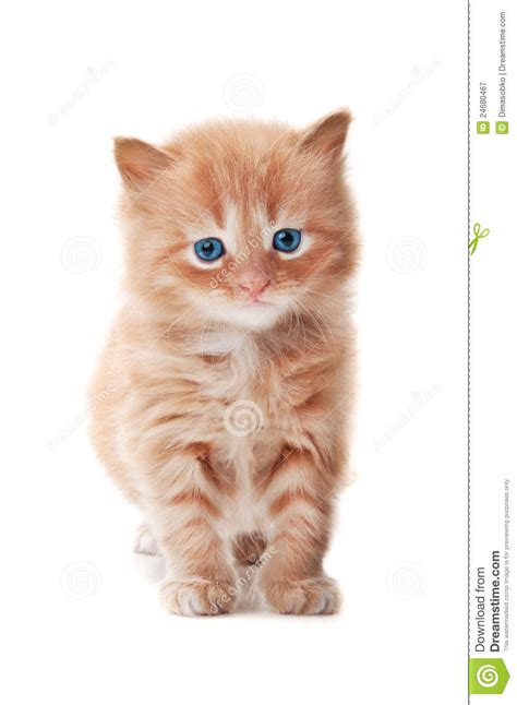 Ginger Kitty With Blue Eyes Royalty Free Stock Photography