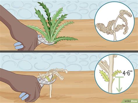10 Ways To Get Rid Of Thistles Thistle Plant Thistle Rhizome