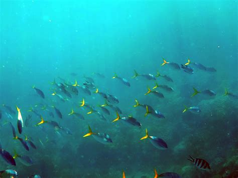 图片素材 性质 动物 水下 游泳 自然 海藻 蓝色 颜色 水色 体育 深海 水上运动 在海底 浅滩 地狱