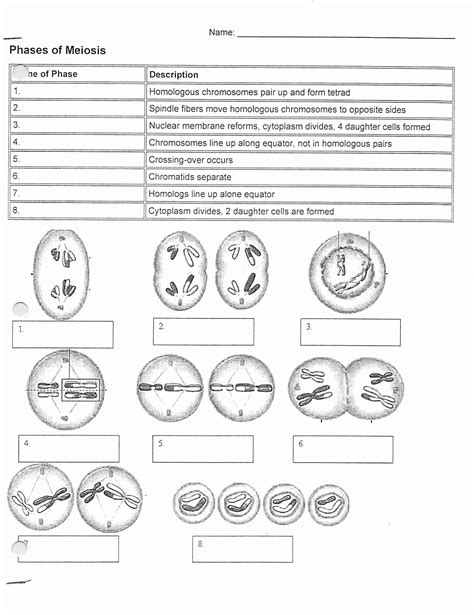 The Cell Cycle Mitosis Worksheet