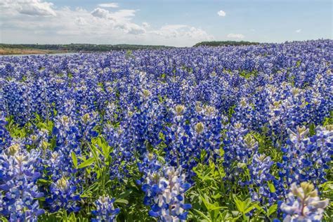 Warm Winter Brings Early Wildflower Bloom To Texas This