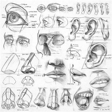 Anatomy Sketches By Jamesngart Sketches Anatomy Sketchbook