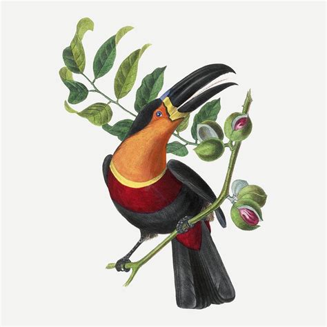 Channel Billed Toucan Bird Illustration Premium Psd Illustration