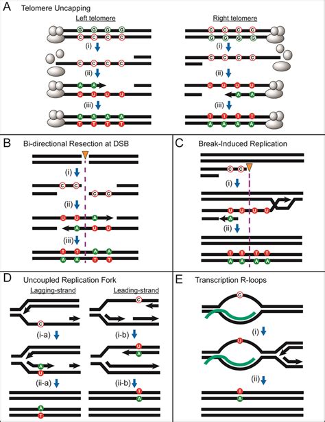Cellular Processes Generating Transient Ssdna Vulnerable To