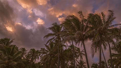 Hd Wallpapers For Theme Palm Trees Hd Wallpapers Backgrounds