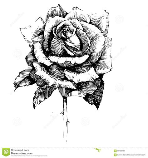 Black and white engraved ink art. Rose Ink drawing flowers stock vector. Illustration of ...