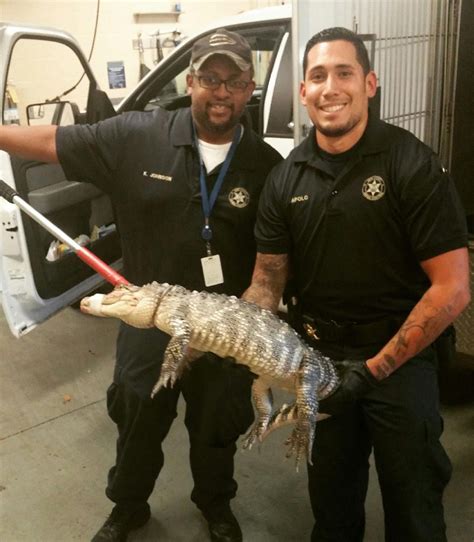 Alligator Found In Garage Not A First For Animal Control
