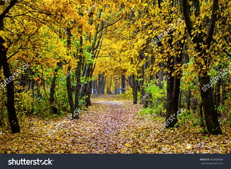 Beautiful Colorful Autumn Landscape Autumn Landscape Stock