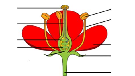 Parts And Functions Of A Flower Diagram Quizlet